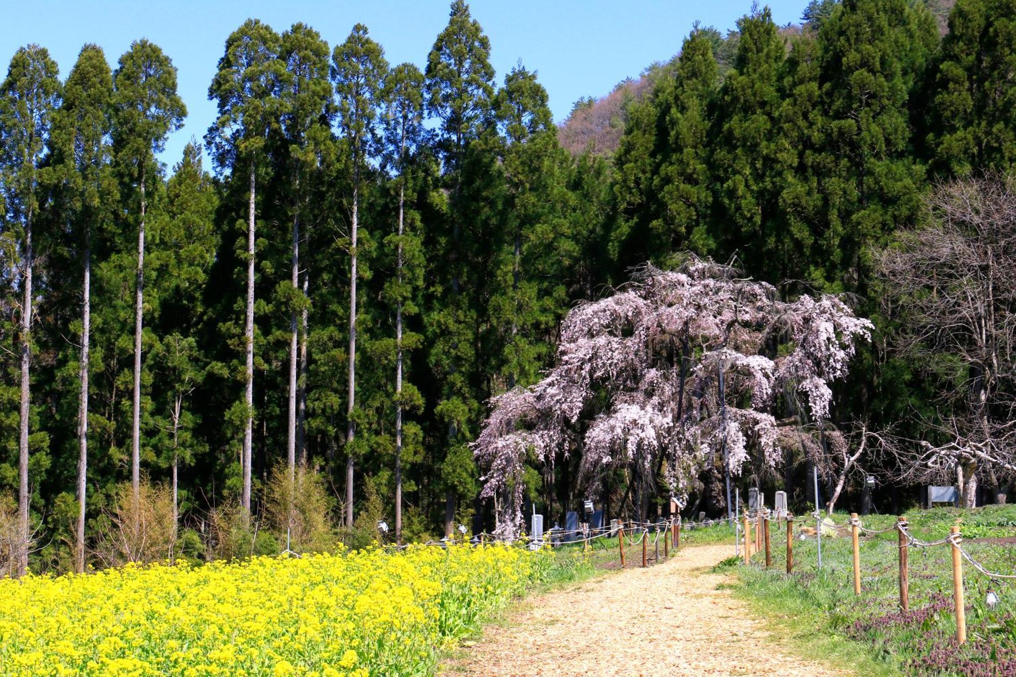 高山 Fujiiso (Adults Only)酒店 外观 照片